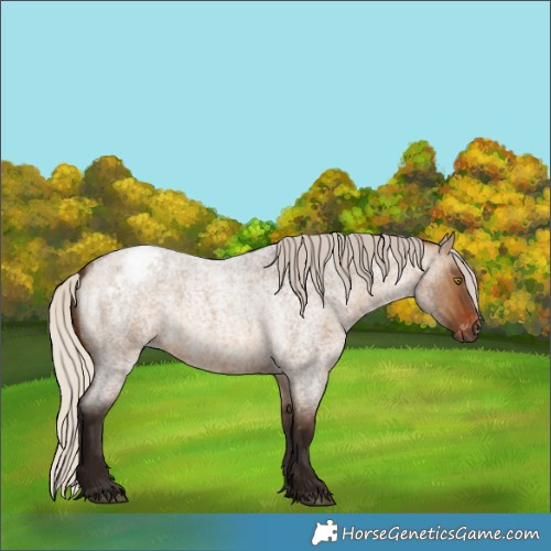 Horse Color:Gray Silver Bay Roan Dun Appaloosa 