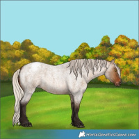 Horse Color:Gray Silver Bay Roan Dun Appaloosa 