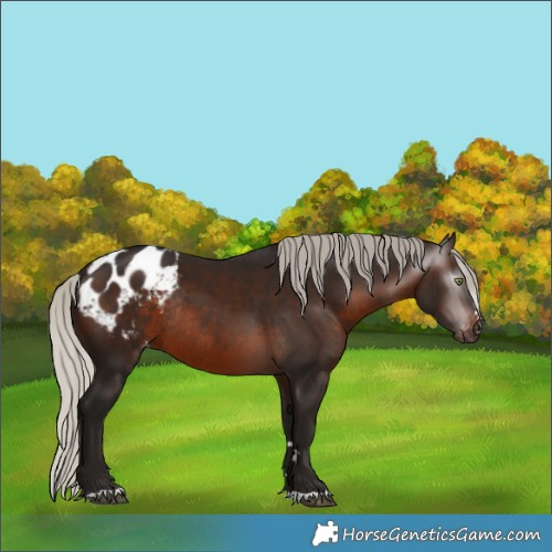 Horse Color:Gray Silver Brown Appaloosa Rabicano 