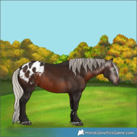 Horse Color:Gray Silver Brown Appaloosa Rabicano 