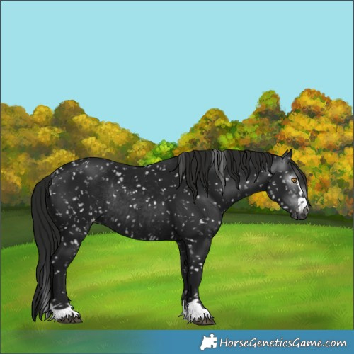 Horse Color:Gray Black Appaloosa Rabicano 
