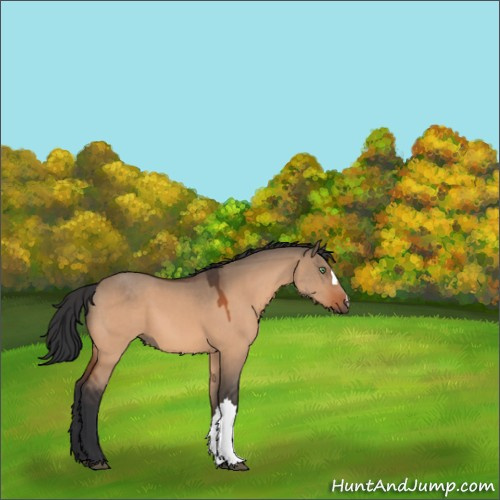 Horse Color:Bay Dun 