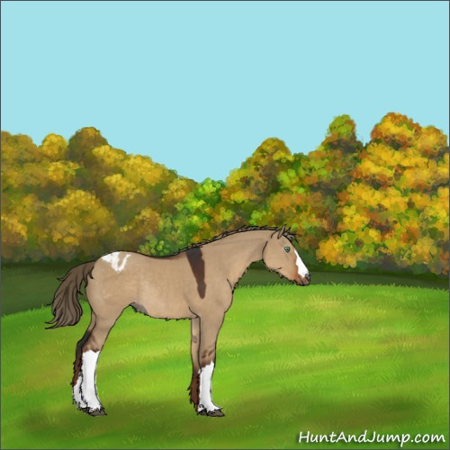 Horse Color:Gray Liver Red Dun Appaloosa Rabicano 