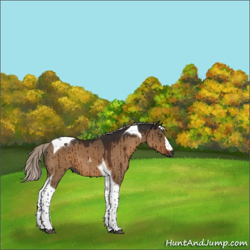 Horse Color:Gray Silver Brown Dun Tobiano Brindle 