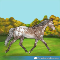 Horse Color:Unknown 