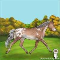 Horse Color:White Spotted Silver Bay Pearl Appaloosa Rabicano