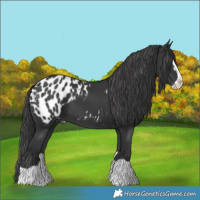 Horse Color:Black Splash Appaloosa 