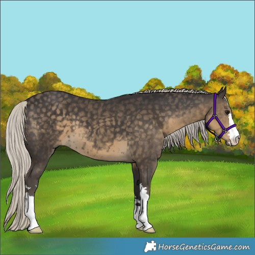 Horse Color:Silver Smoky Black 