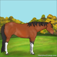 Horse Color:Bay 