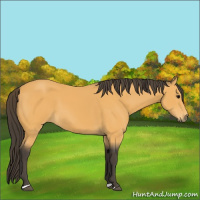 Horse Color:Buckskin 