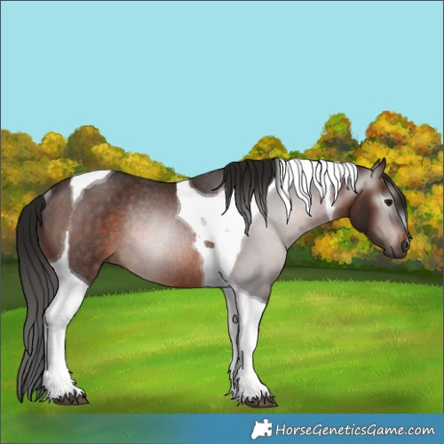 Horse Color:Gray Bay Tobiano Rabicano