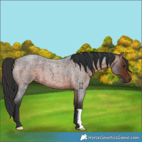 Horse Color:Brown Roan 