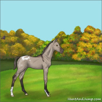 Horse Color:Liver Red Dun Mushroom Appaloosa 