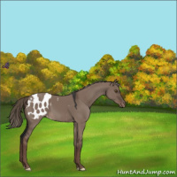 Horse Color:Liver Red Dun Mushroom Appaloosa 