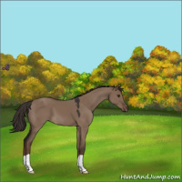 Horse Color:Liver Red Dun 
