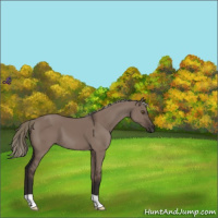 Horse Color:Liver Red Dun Mushroom 