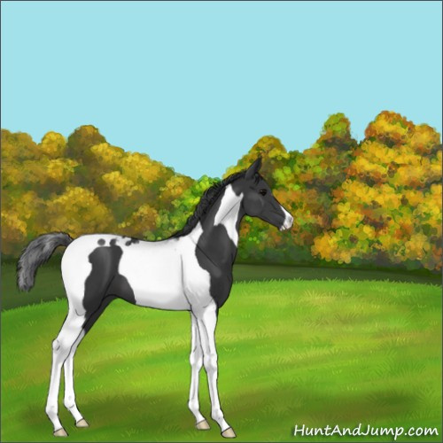 Horse Color:Black Tobiano 