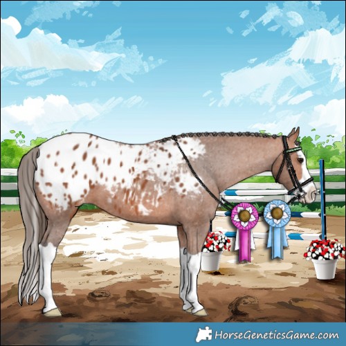 Horse Color:Bay Splash Appaloosa 