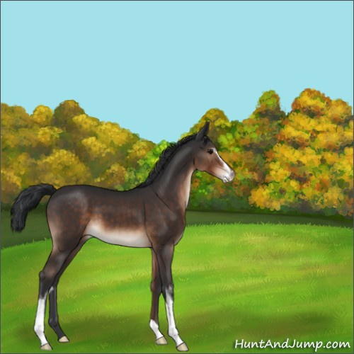 Horse Color:Brown Sabino 