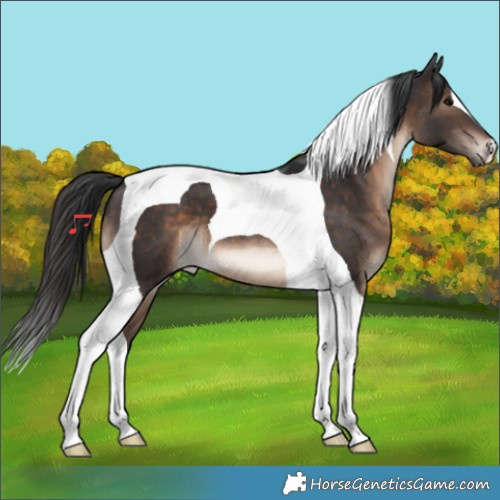 Horse Color:Brown Tobiano 