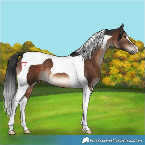Horse Color:Brown Tobiano 