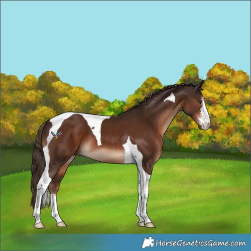 Horse Color:White Spotted Liver Chestnut Tobiano 