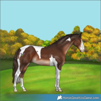 Horse Color:White Spotted Liver Chestnut Tobiano 