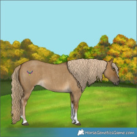 Horse Color:Chocolate Palomino Roan Dun Tobiano 