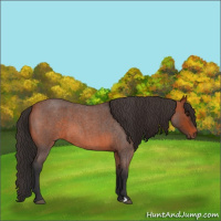 Horse Color:Bay Roan 