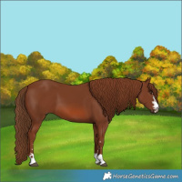 Horse Color:Chestnut 