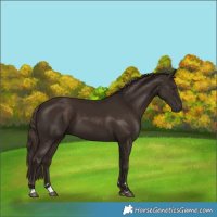Horse Color:Liver Chestnut 