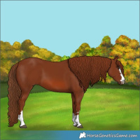 Horse Color:Chestnut 