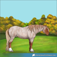 Horse Color:Red Roan