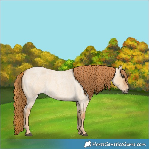 Horse Color:Red Dun Roan 