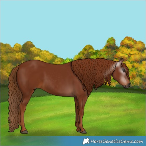 Horse Color:Gray Chestnut 