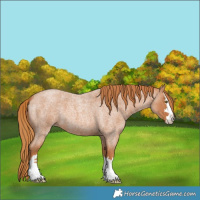 Horse Color:Red Roan 