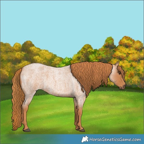 Horse Color:Red Roan 