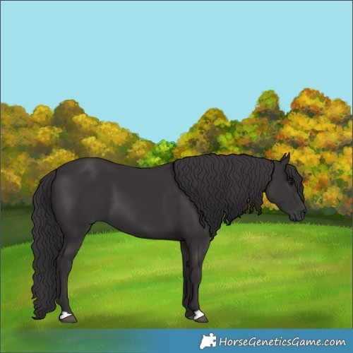 Horse Color:Smoky Black 