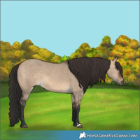 Horse Color:Brown Dun 