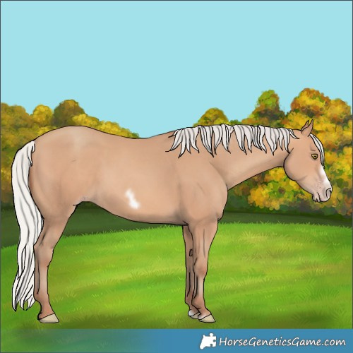 Horse Color:Silver Amber Champagne Frame