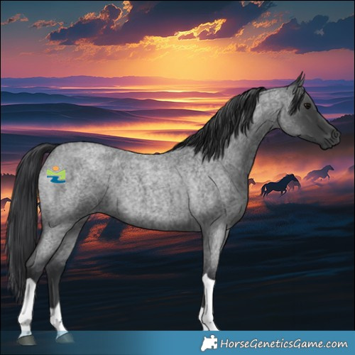 Horse Color:Blue Roan Tobiano Rabicano 