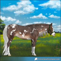 Horse Color:White Spotted Silver Brown Splash Appaloosa 