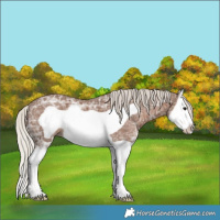 Horse Color:Silver Black Ice Splash Frame