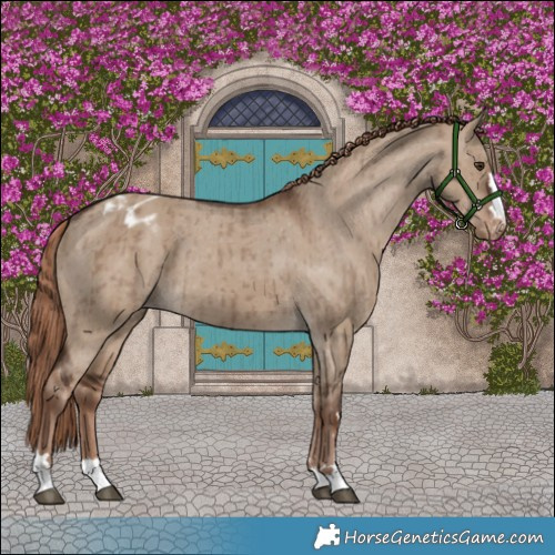 Horse Color:Liver Red Dun Appaloosa Brindle 