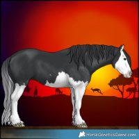 Horse Color:Black Splash 