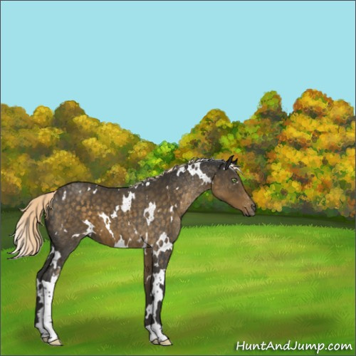 Horse Color:White Spotted Chocolate Palomino 
