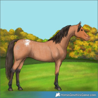 Horse Color:Bay Roan Appaloosa 