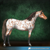 Horse Color:Bay Roan Appaloosa 
