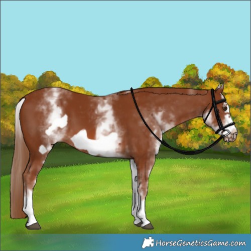 Horse Color:White Spotted Chestnut Frame