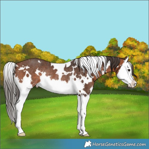 Horse Color:White Spotted Bay Splash Appaloosa Rabicano 